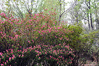 Brighton Dam Azalea Garden