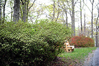 Brighton Dam Azalea Garden