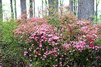 Brighton Dam Azalea Garden