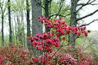 Brighton Dam Azalea Garden