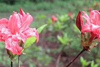 Brighton Dam Azalea Garden