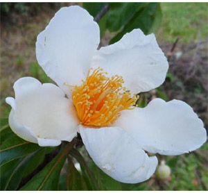 flowers of Franklinia treaa