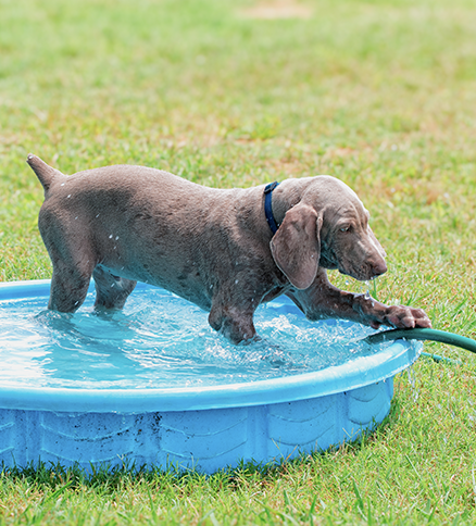 Puppy playing in a kiddie pool.