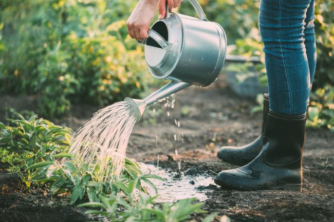 watering garden