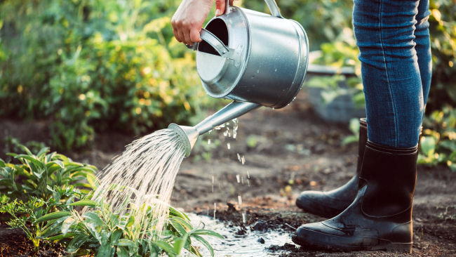Rainboots and watering garden