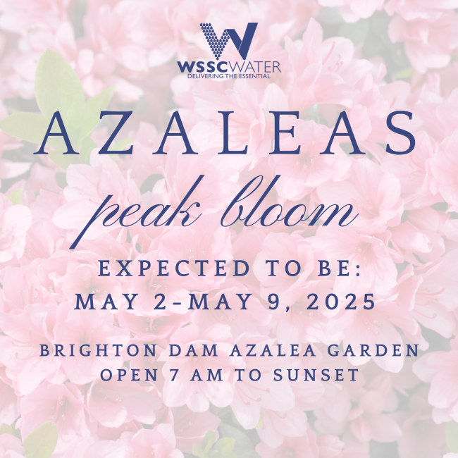 azaleas peak bloom May 2-9, 2025