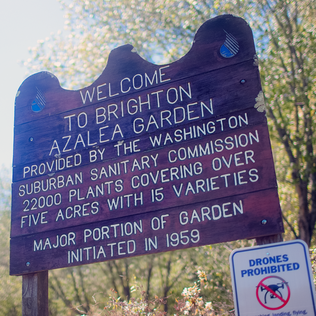 An old wooden sign with the message: Welcome to Brighton Azalea Garden provided by the Washington Suburban Sanitary Commission 22,000 plants covering over five acres with 15 varietieis major portion of garden initiated in 1959. Drones Prohibited.