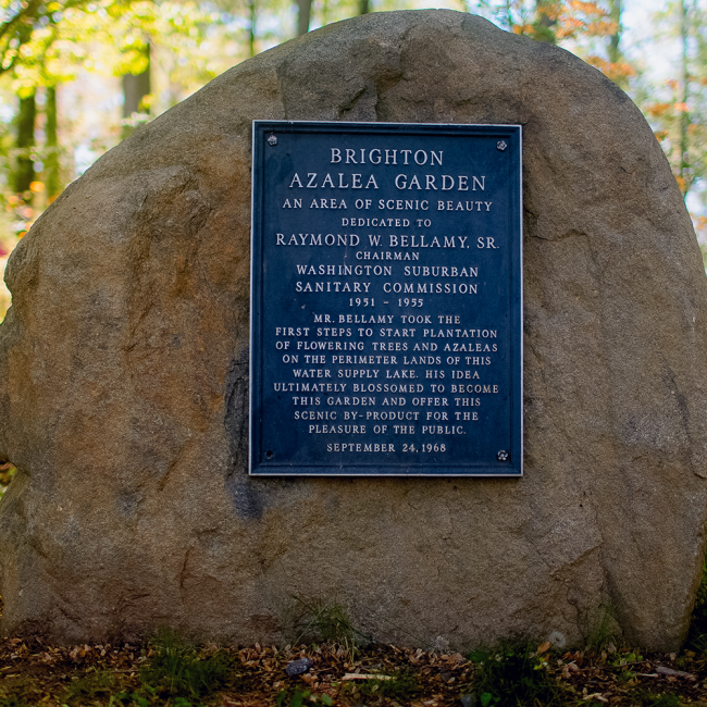A metal sign attached to a large boulder on the path Brighton Azalea Garden An area of scenic beauty dedicated to Raymong W. Bellamy, Sr. Chairman, Washington Suburban Sanitary Commission 1951-1955 Mr. Bellamy took the first steps to start plantation of flowing trees and azaleas on the perimeter lands of this water supply lake. His idea ultimately blossomed to become this garden and offer this scenic by-product for the pleasure of the public September 24, 1968