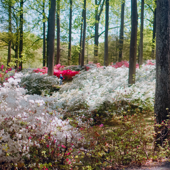 large azalea bushes coming to life in the foreground are pink azalea buds and in the middle are white azalea blooms and in the distance are bright red blooming azalease