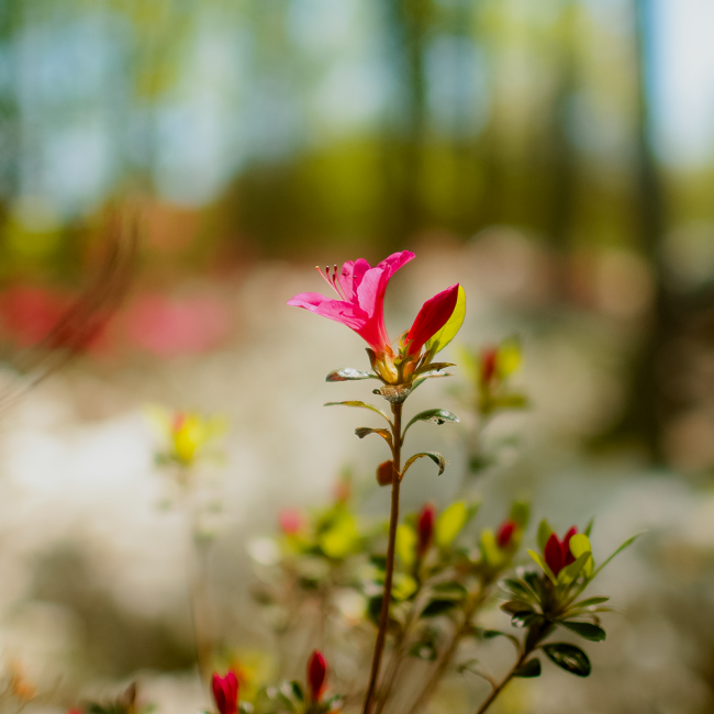 First buds of dark pink azaleas