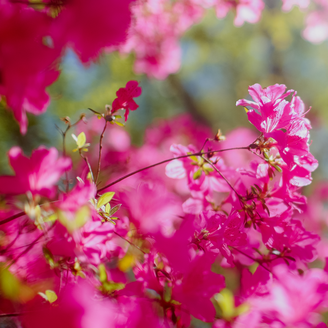 Full blooming hot pink azaleas 