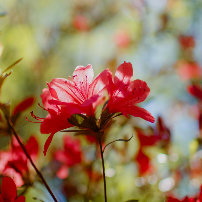 Dark pink azaleas reaching for the sun - two blooms on one stem
