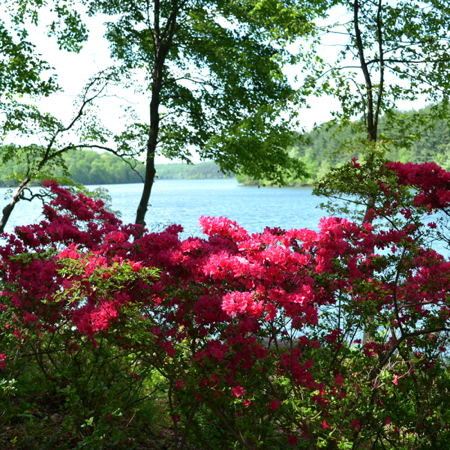 View of the triadelphia reservoir from the azalea gardens trail looking out over dark pink blooming azaleas and trees