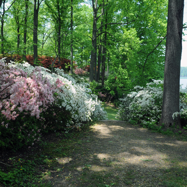 a shaded trail with trees in full bloom hovering the trail and blocking the sun while the azaleas are in full bloom in colors of white, pink and red lining the trail.