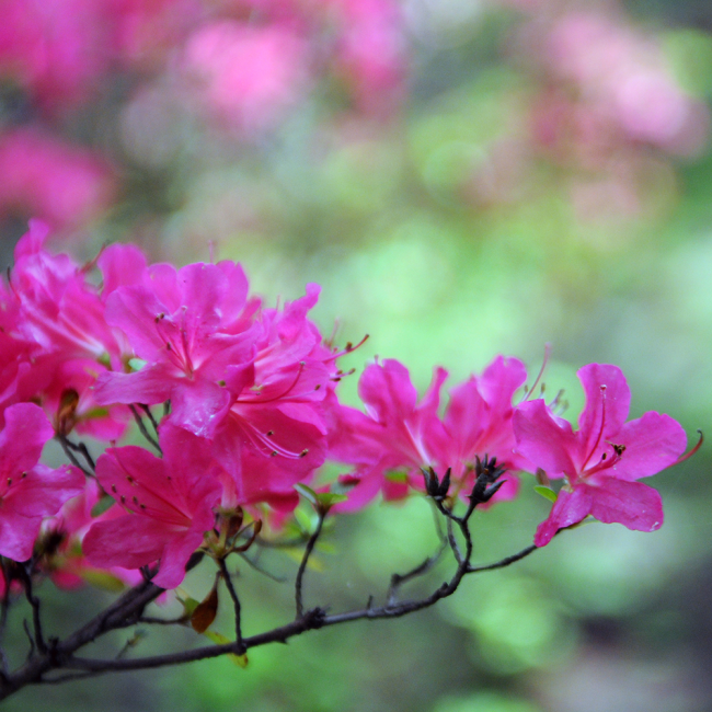 a branch of fuschia azaleas reaching across the screen in full bloom