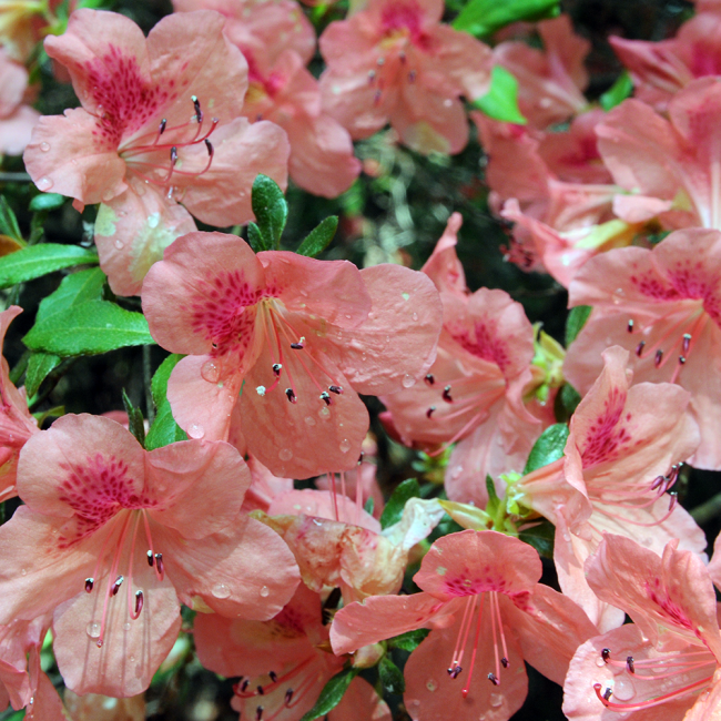 peachy pink flowers in full bloom and up close 