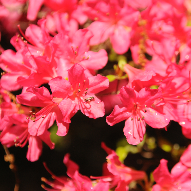 Bright pink full blooms up close and open wide