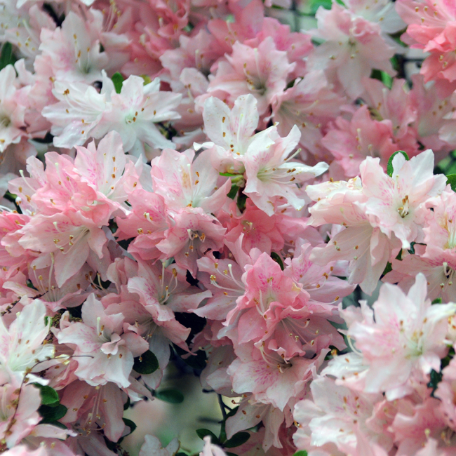 variegated white, light pink and dark pink azaleas in full bloom up close