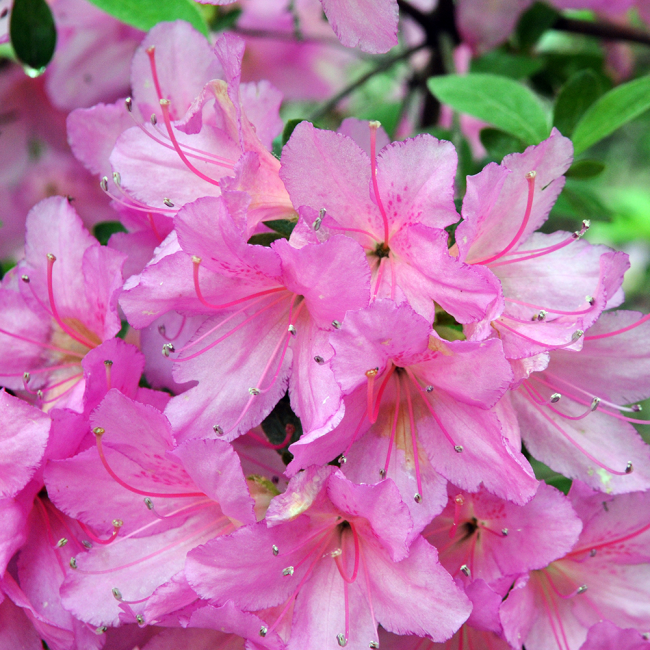 Bright fuschia blooms displayed upclose to see about five in bloom