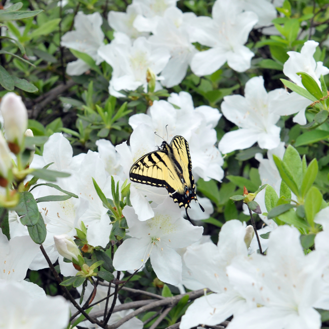 White fully bloomed azaleas with a black and yellow butterfly that landed on one bloom